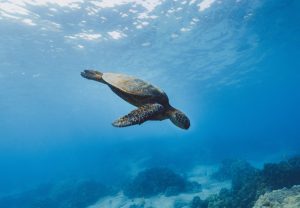 sea turtle maldives snorkeling scaled e1676054194101