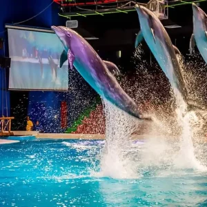 dolphin-and-seal-show-at-dubai-dolphinarium-creek-park