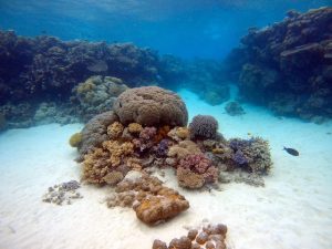 Great Barrier Reef