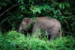 Kinabatangan Wildlife Sanctuary