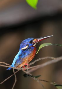 Kinabatangan Wildlife Sanctuary malaysia