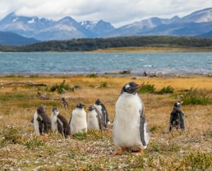 Tierra del Fuego in argentina