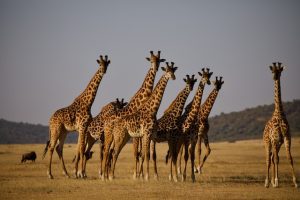 tanzania Serengeti nature wild life