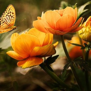 dubai butterfly garden tickets