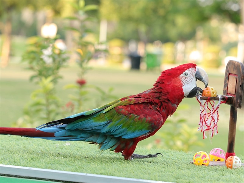 creek park bird show tickets