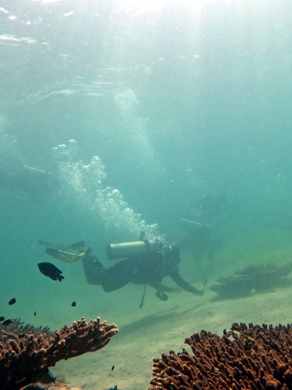 scuba diving cost in dubai book now pay later