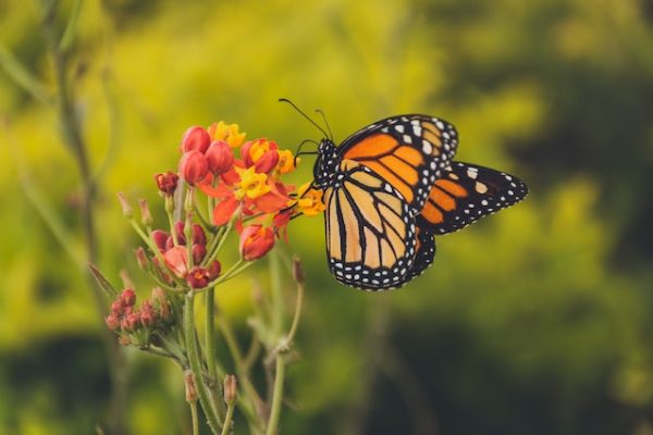 dubai miracle garden and butterfly garden