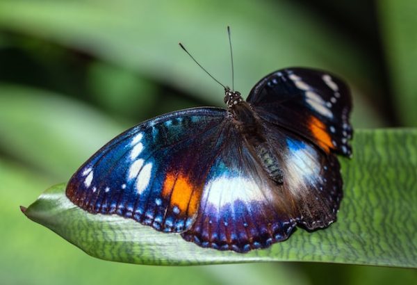 Dubai butterfly garden ticket from travel agency with tabby or tamara