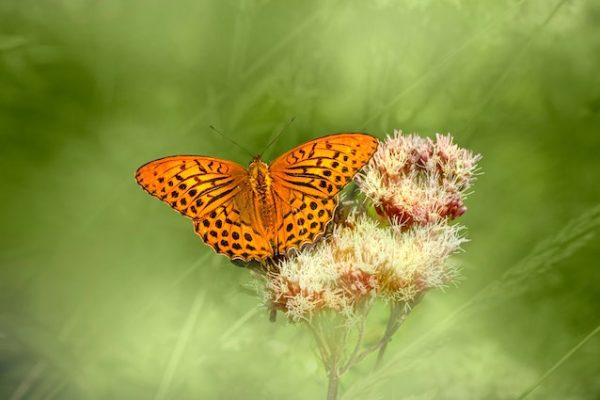 dubai butterfly garden entrance fee