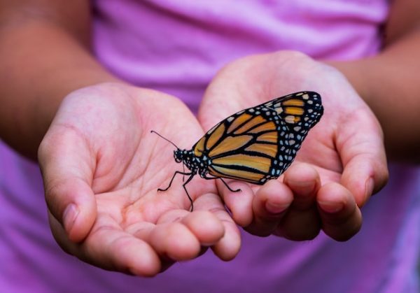 dubai butterfly garden entry fee
