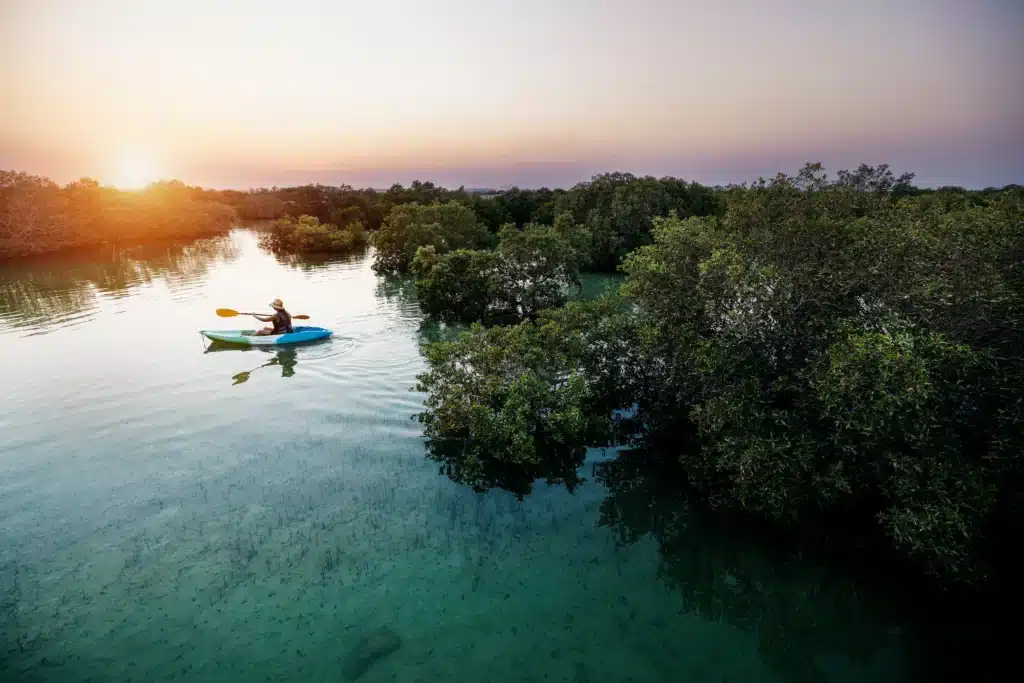 mangrove national park abu dhabi tour