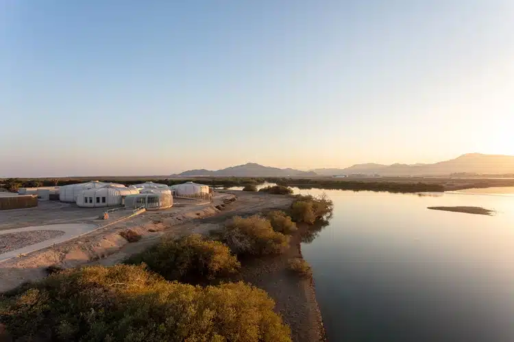 Khor Kalba Mangrove Sanctuary